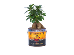 Ficus plant in a cherry-themed pot.