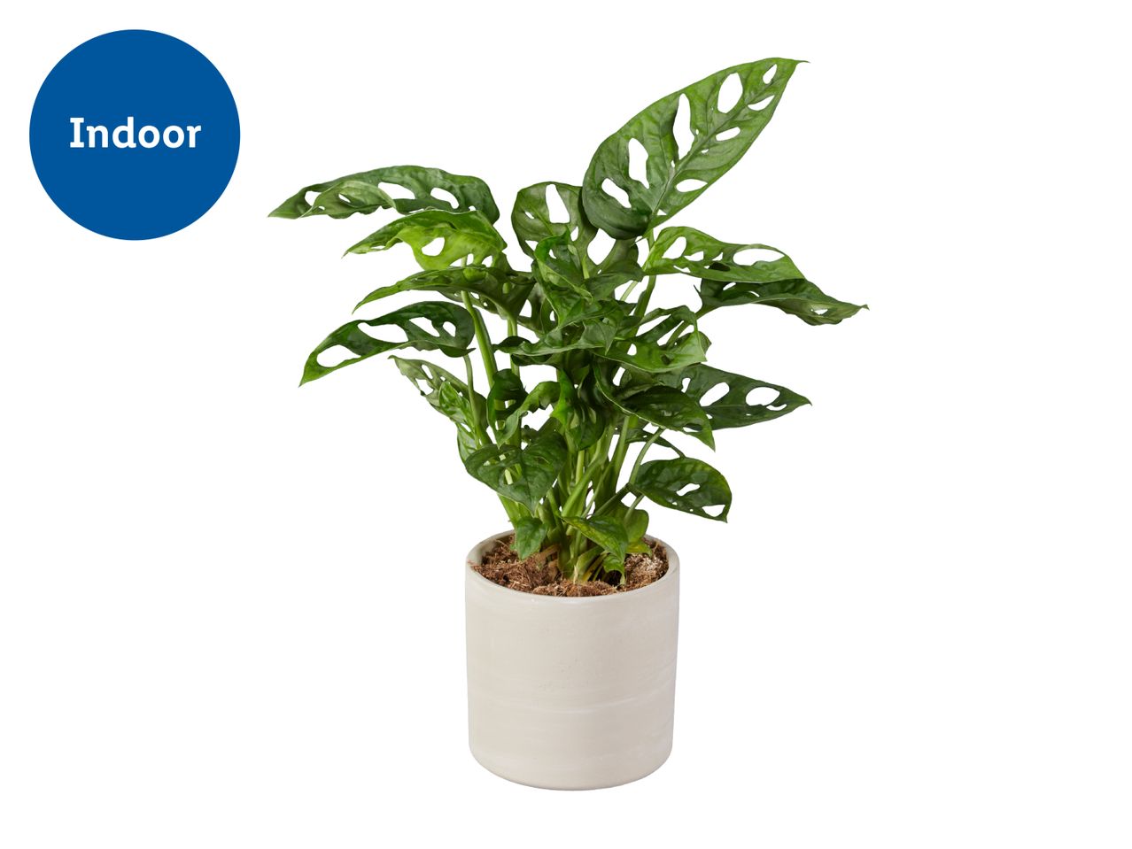 Indoor plant with green leaves and holes, in a light-colored pot, with an 'Indoor' label.