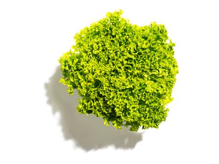 Lollo Bionda saláta