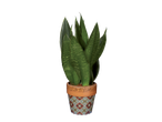 Sansevieria plant in a decorated pot.