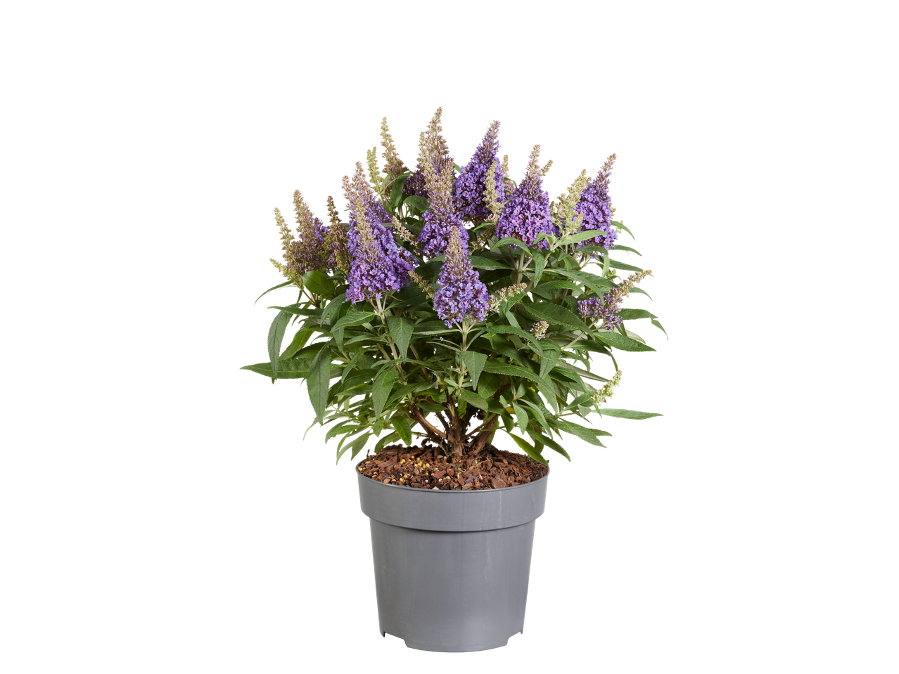 Vlinderstruik Butterfly Candy in pot met levendige paarse bloemen en groene bladeren.