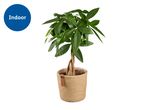 A small Schefflera arboricola plant in a light brown pot.