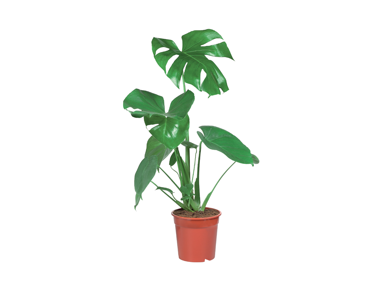 Monstera biljka u saksiji sa zelenim listovima na crnoj pozadini.
