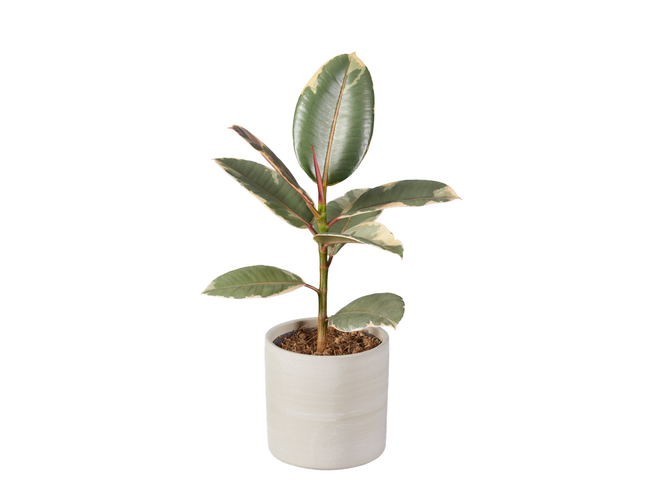 Bonte Ficus elastica kamerplant in een witte pot.