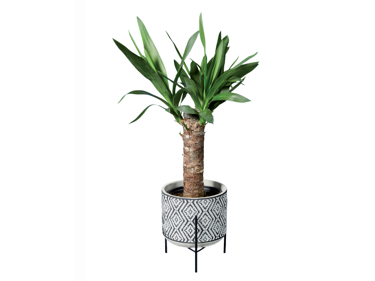 Yucca plant in a decorative black and white patterned pot with a stand
