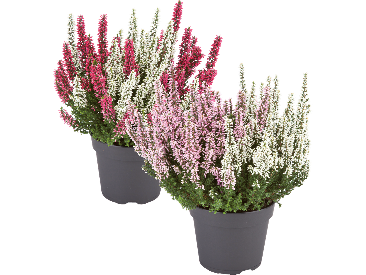 Två krukor med ljung i olika färger: röd, vit och rosa.