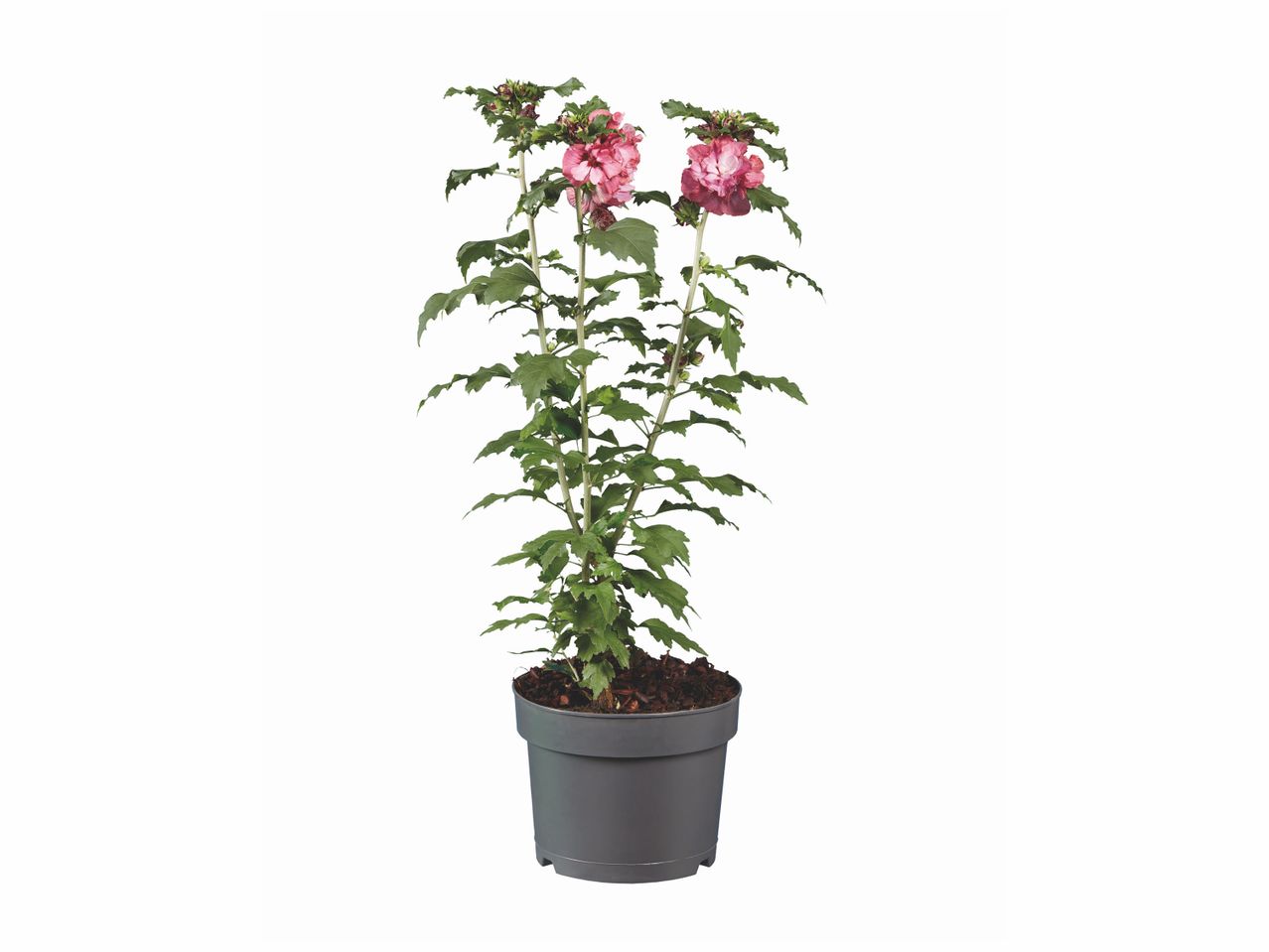 Plante en pot à fleurs roses.