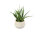 Plante sansevieria dans un pot blanc.