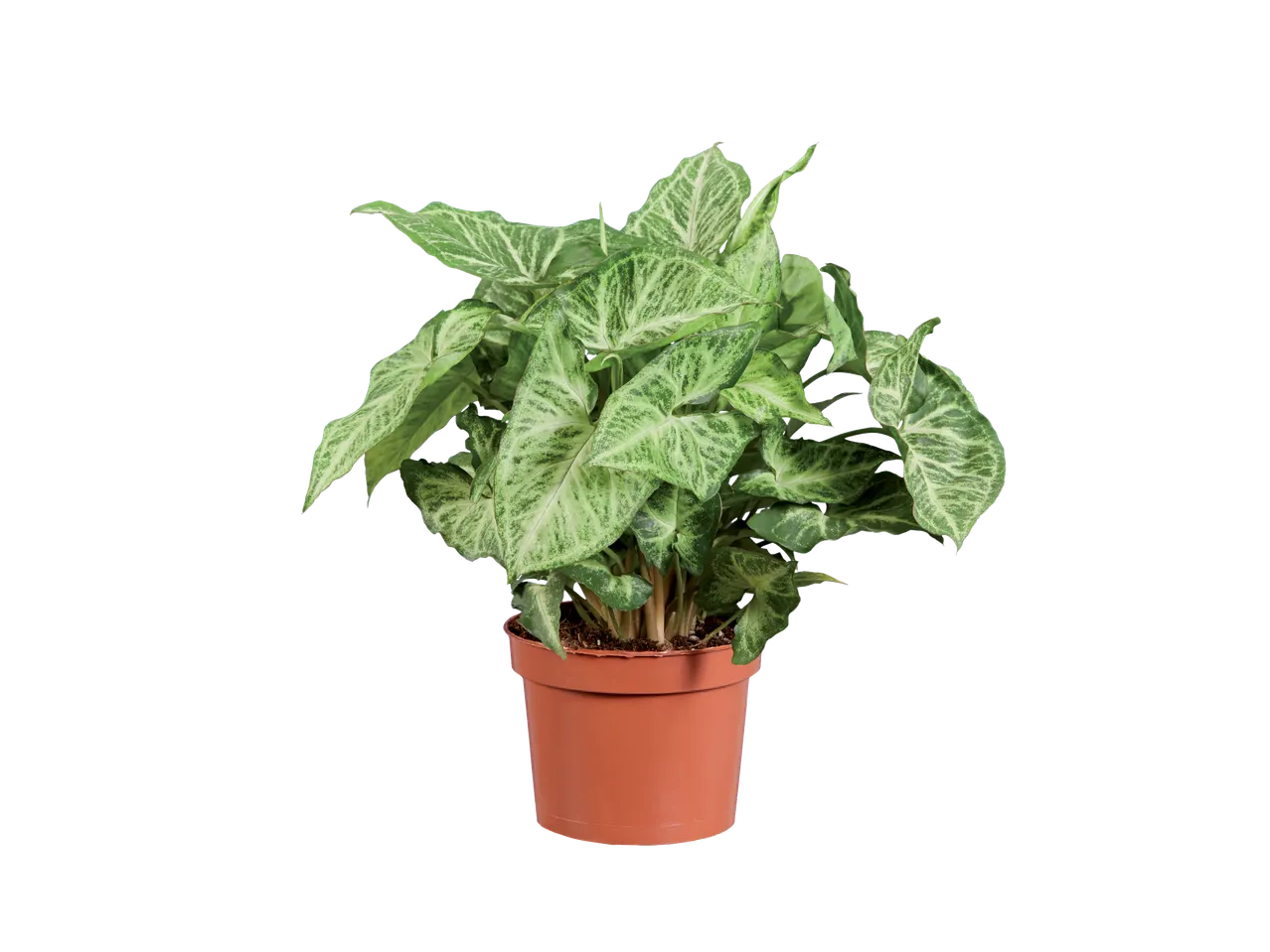 Φυτό Syngonium σε καφέ γλάστρα.