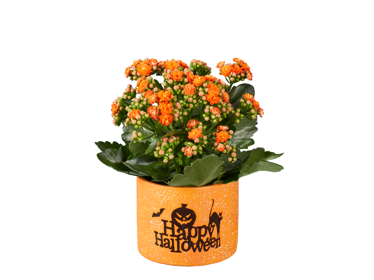 Orange Kalanchoe plant in a Halloween-themed pot with 'Happy Halloween' text.