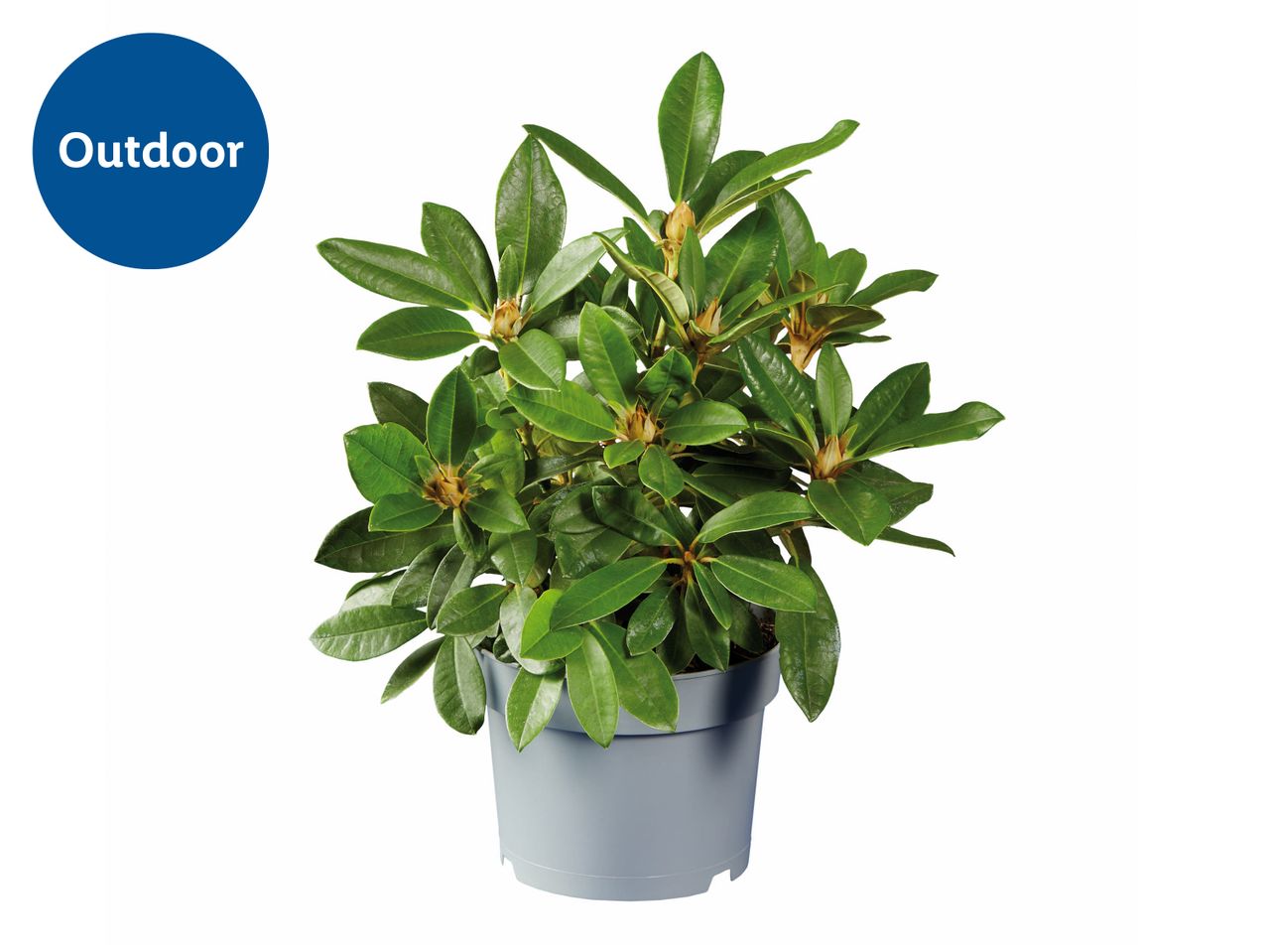 A potted green plant with a blue circle in the top left corner indicating 'Outdoor'.