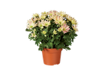 Chrysanthème en pot brun.