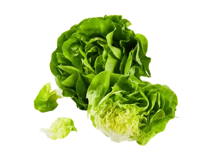 Butterhead lettuce