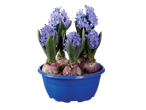 Blue hyacinths in a blue pot.