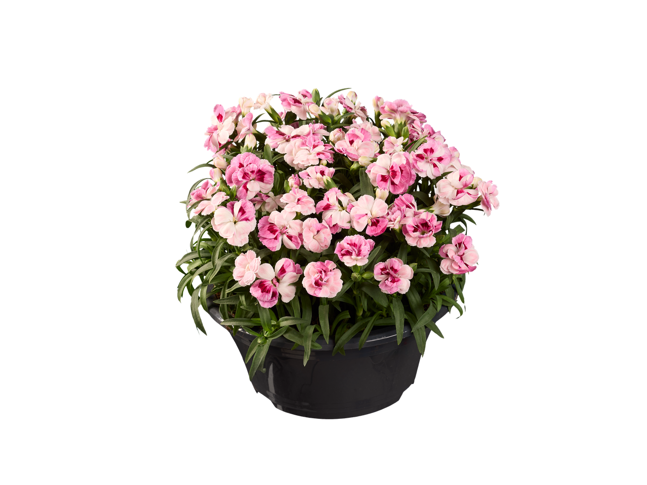 Pink and white Dianthus flowers in a dark gray planter