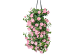 Wandhanger met roze hangpetunia's en groene bladeren.