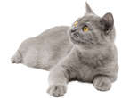 Gato cinza com olhos amarelos deitado em um fundo branco.