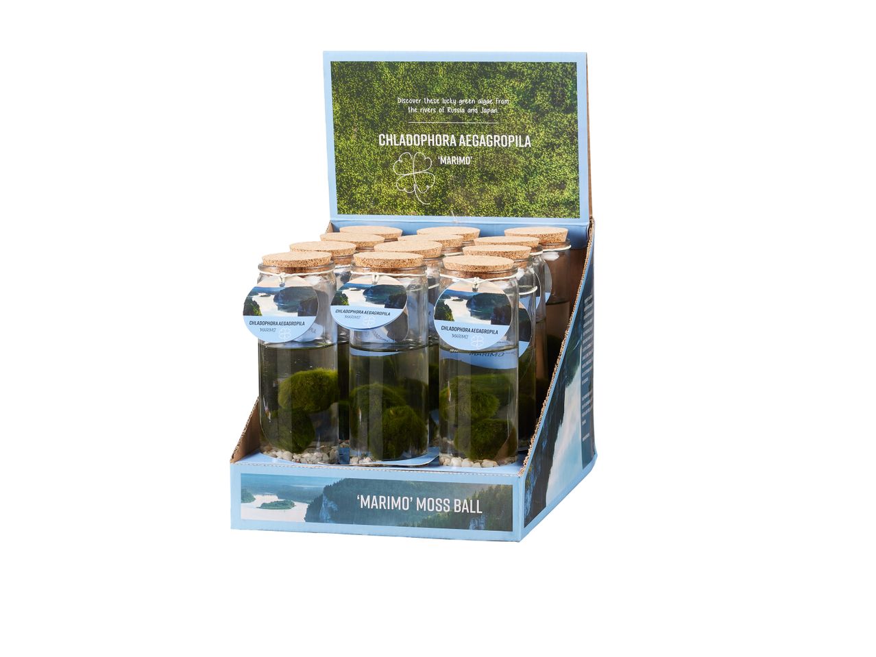 Espositore da banco con vasi di vetro contenenti palle di muschio Marimo.
