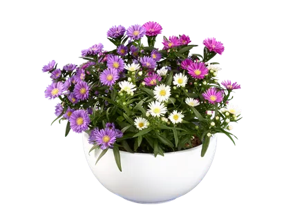 Aster-mix in schaal