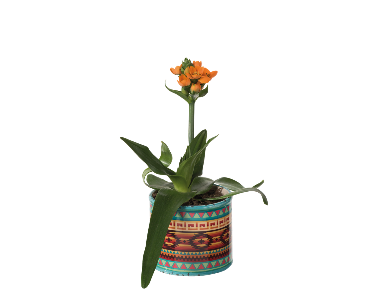 Ornithogalum plant in an ethnic-patterned pot.