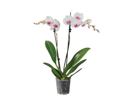 Phalaenopsis 2-taks