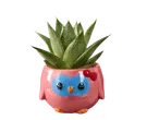 Vetplant in een uilvormige pot.