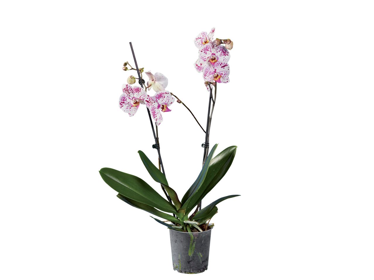 A potted orchid plant with white and purple speckled flowers on a black background.