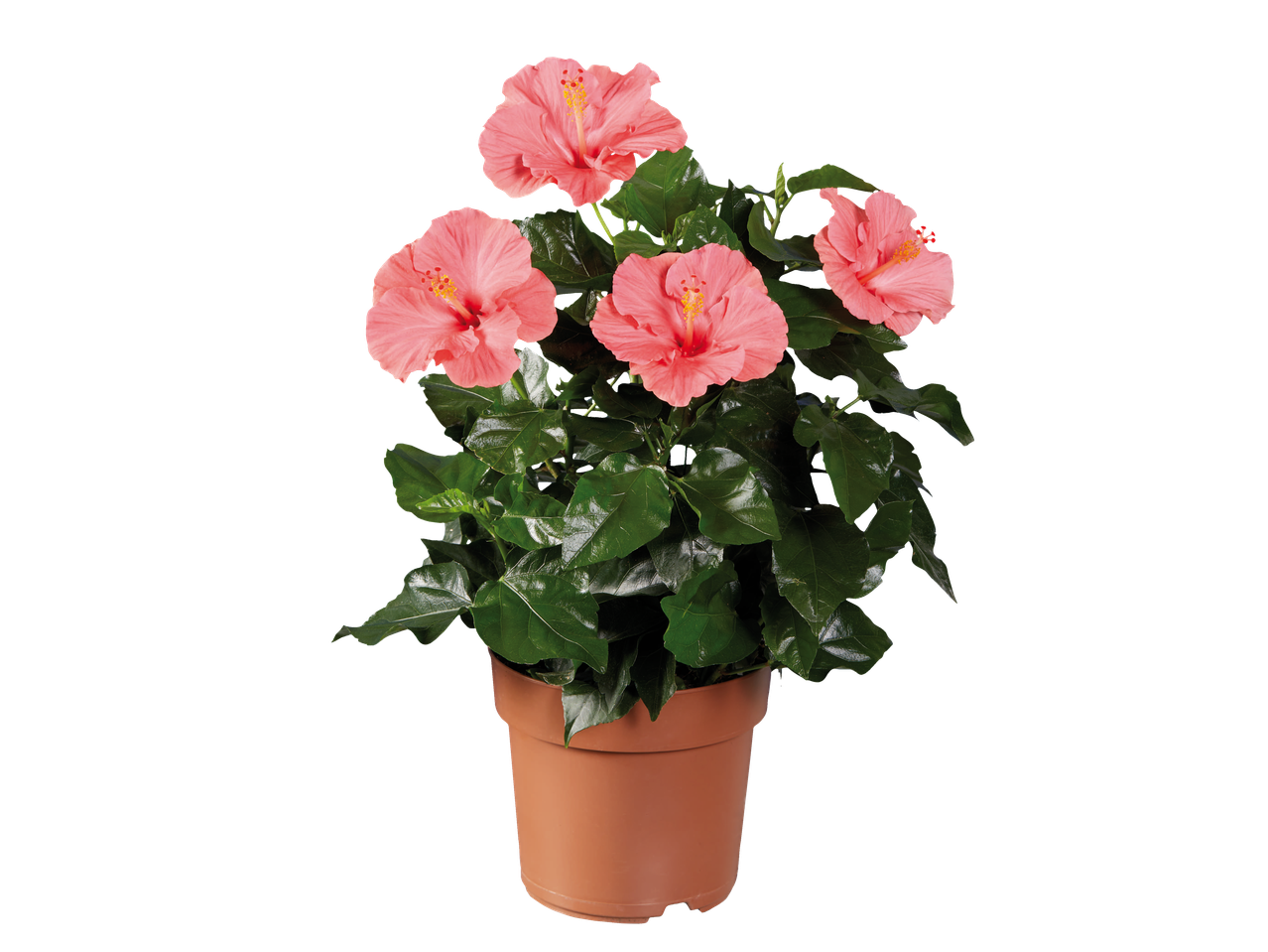Potted hibiscus plant with vibrant pink flowers and dark green leaves.