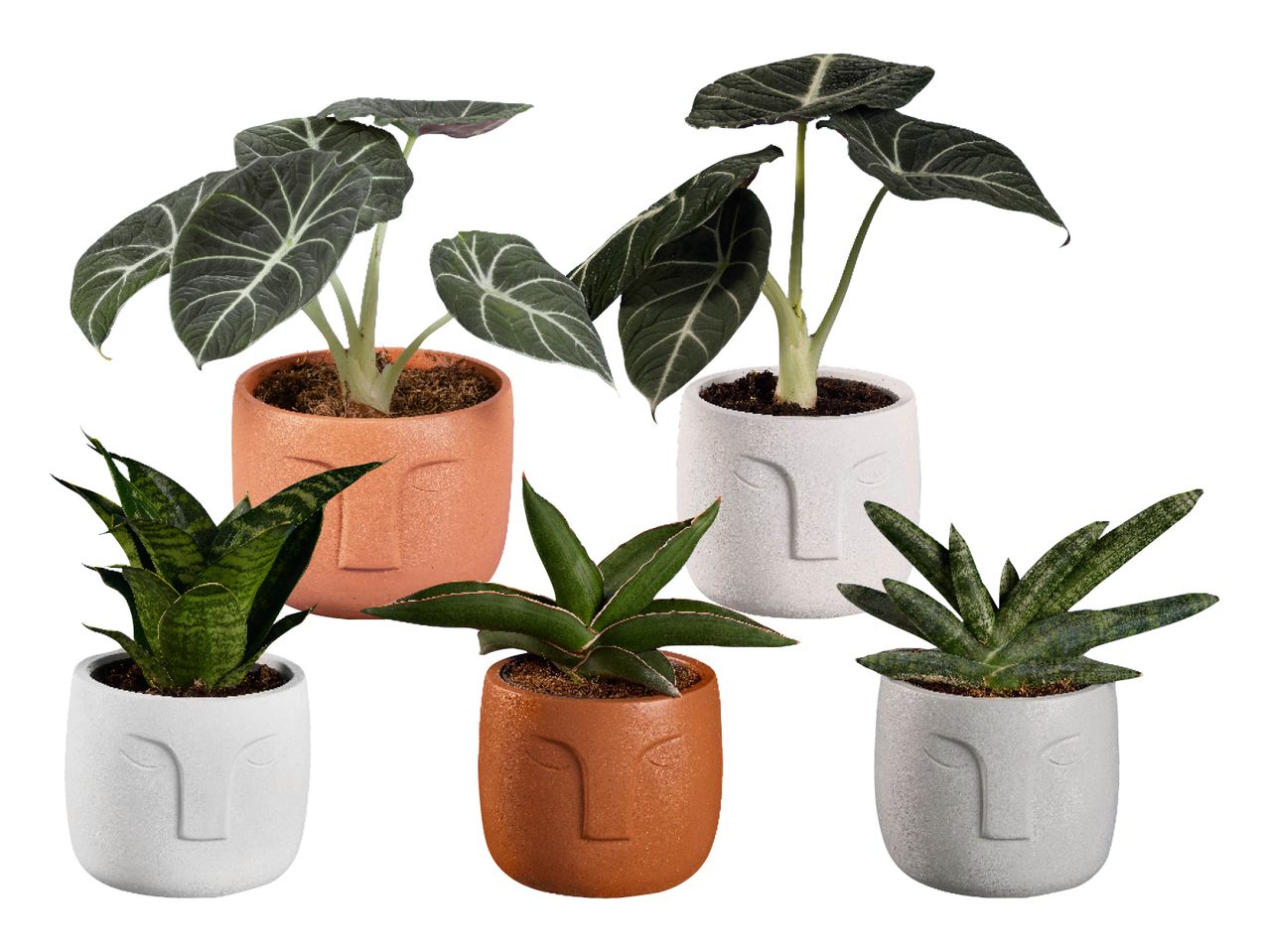 Five potted plants in face-shaped planters, including Alocasia and Sansevieria.