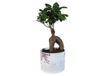 Een bonsaiboom in een decoratieve pot.