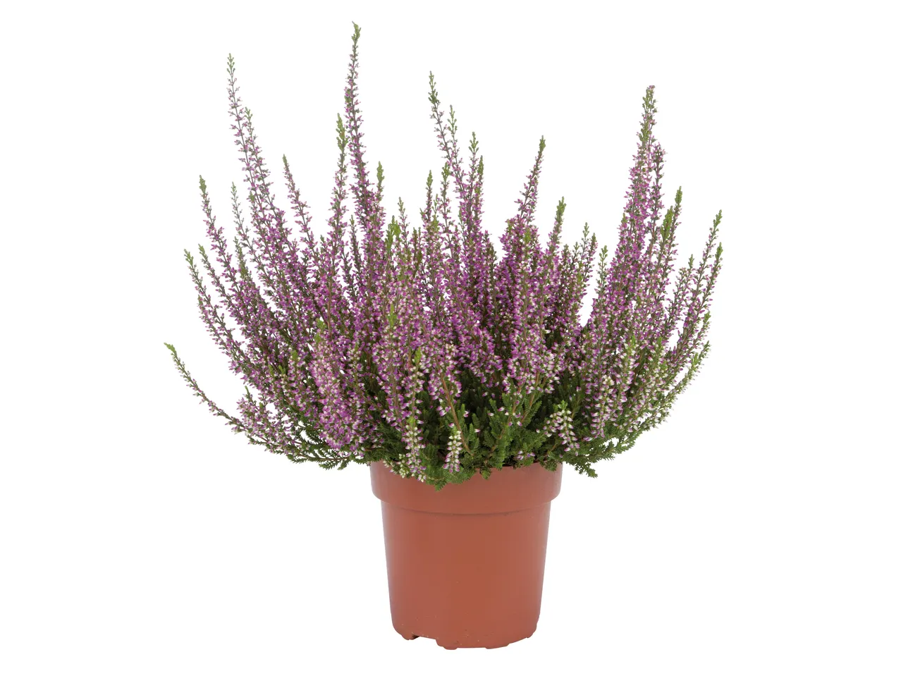A potted heather plant with vibrant purple flowers and green foliage.