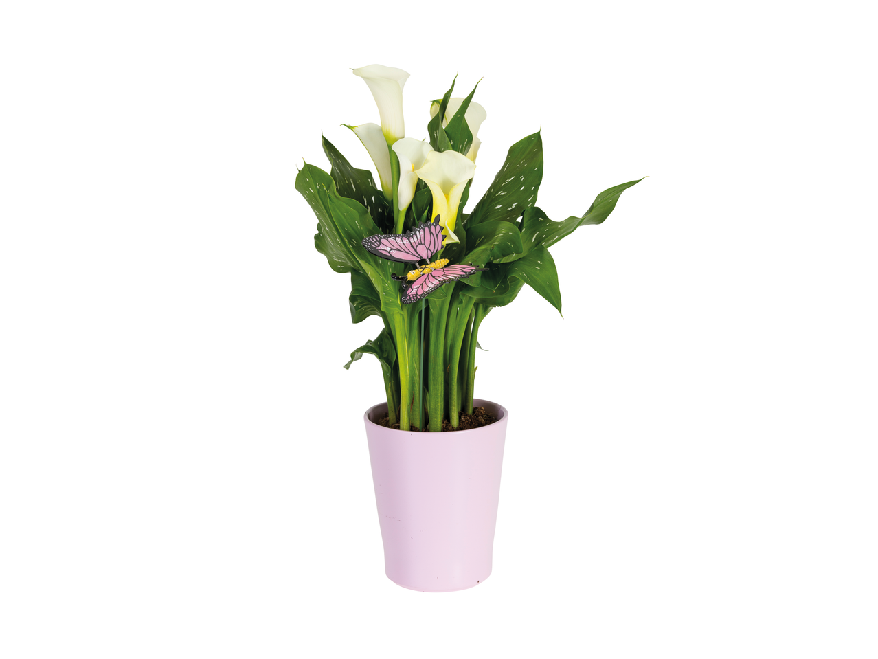 Planta de cala branca em vaso rosa com borboleta decorativa.