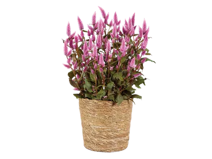 Celosia în ghiveci