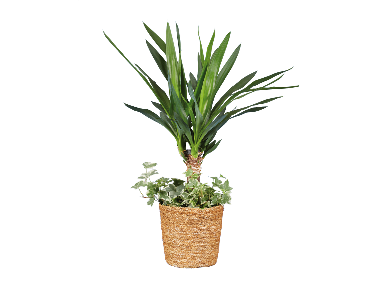 Iuca e hera em um vaso de vime.