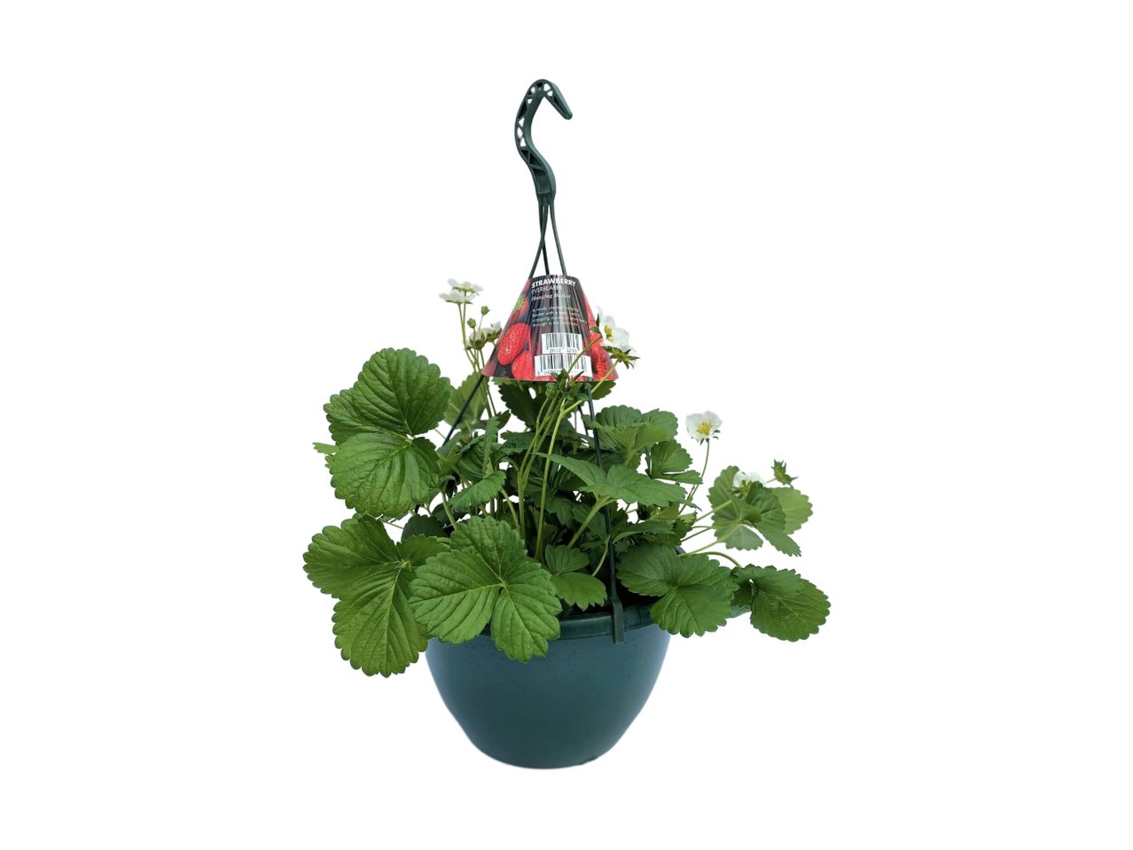 Strawberry everbearer hanging basket with green leaves and white flowers.