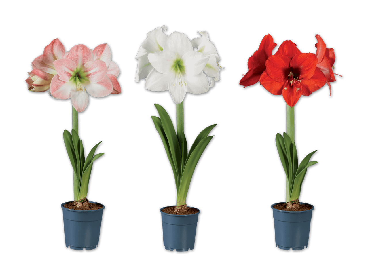 Drei Amaryllis-Pflanzen in Töpfen: rosa-weiß, weiß und rot.