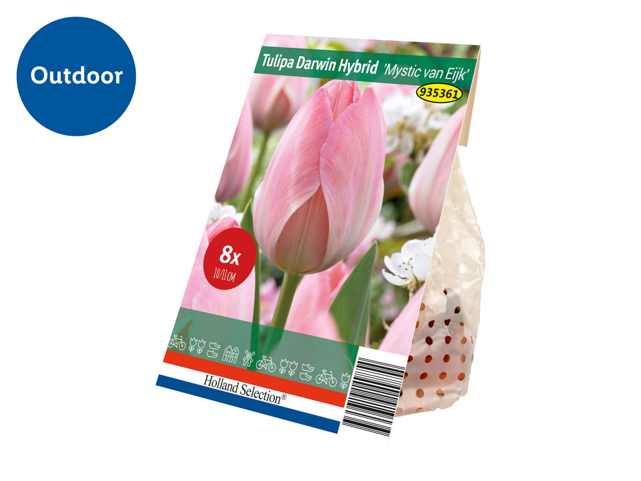 Tulipa Darwin Hybrid 'Mystic van Eijk' bulbs in packaging for outdoor planting.