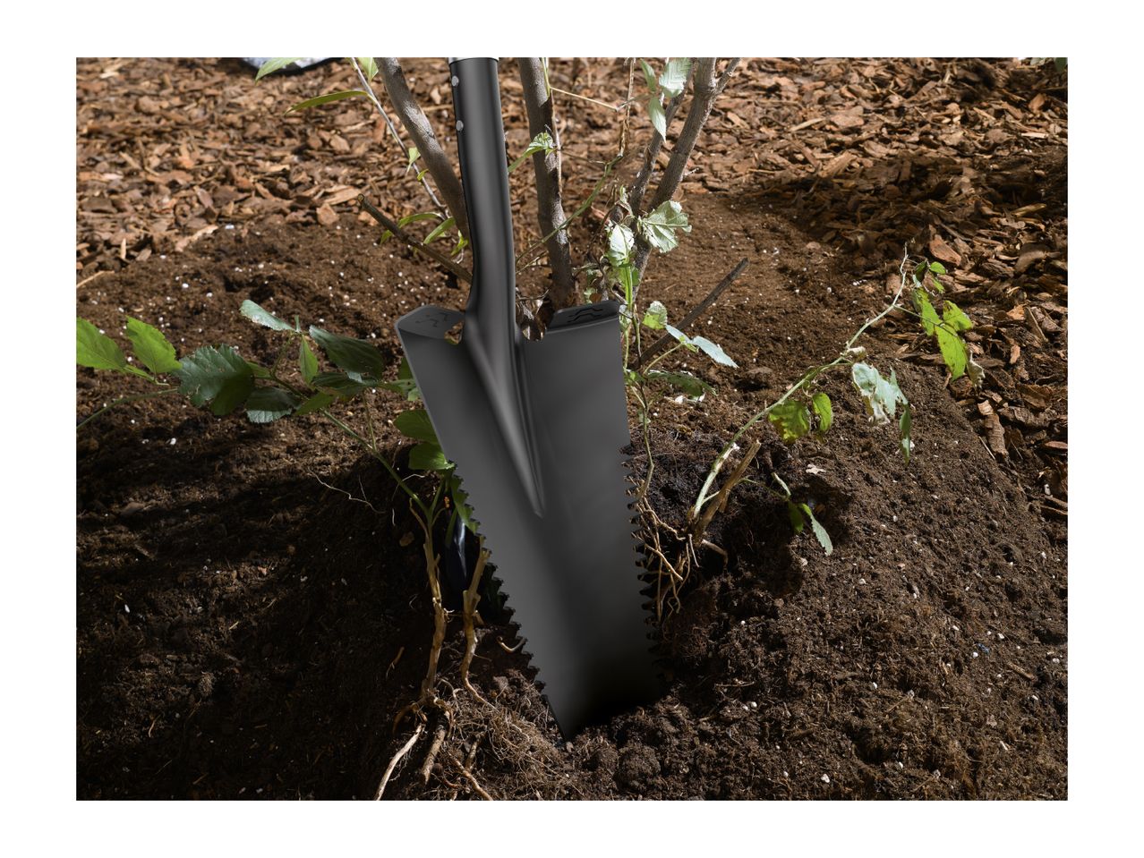 A black garden spade is shown being used to plant a small tree or shrub.