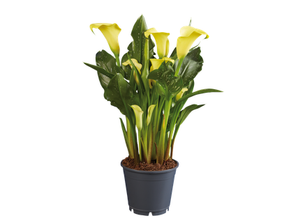 Calla Mix