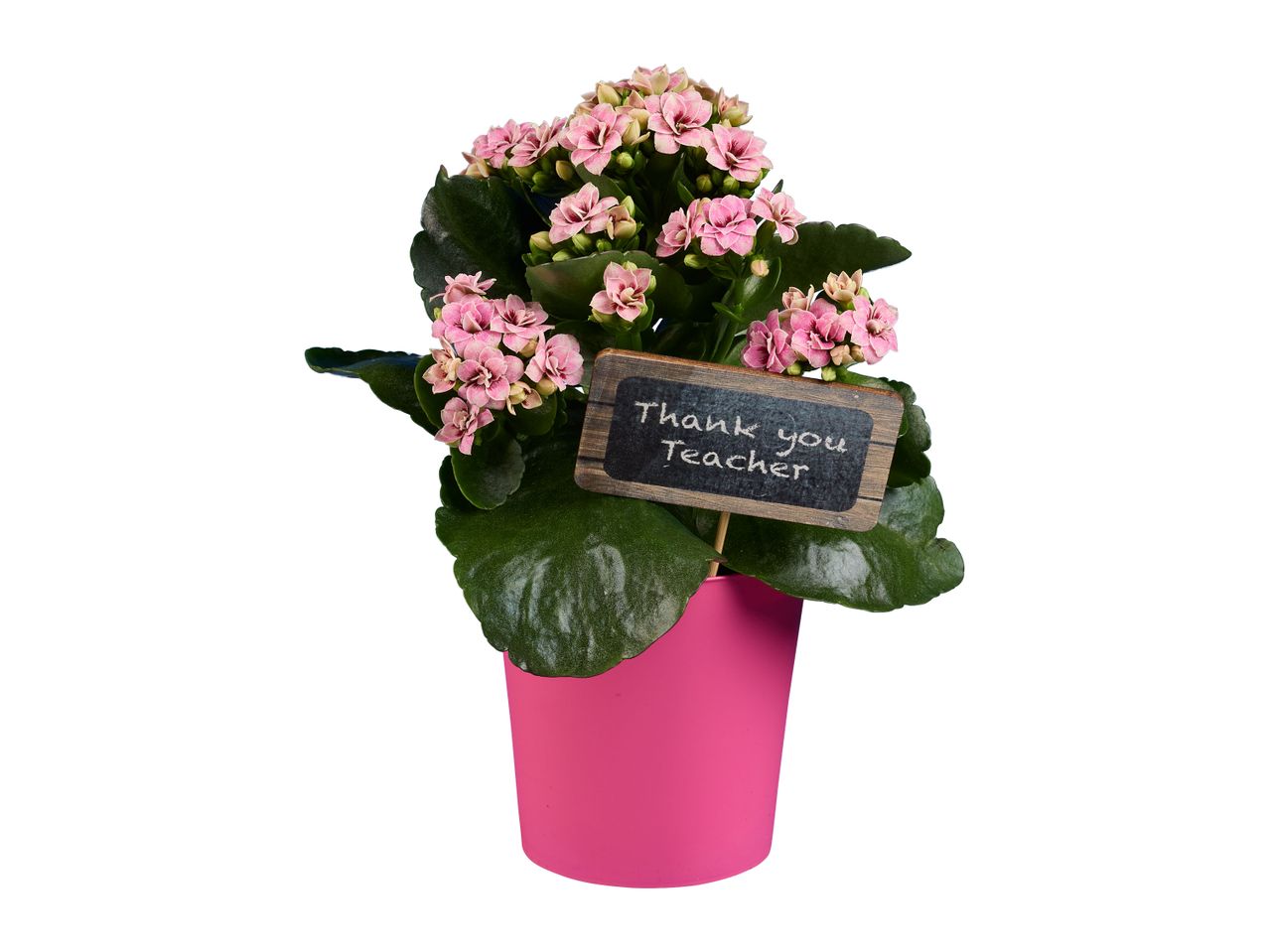 Pink kalanchoe plant in a pink pot with a 'Thank You' tag.