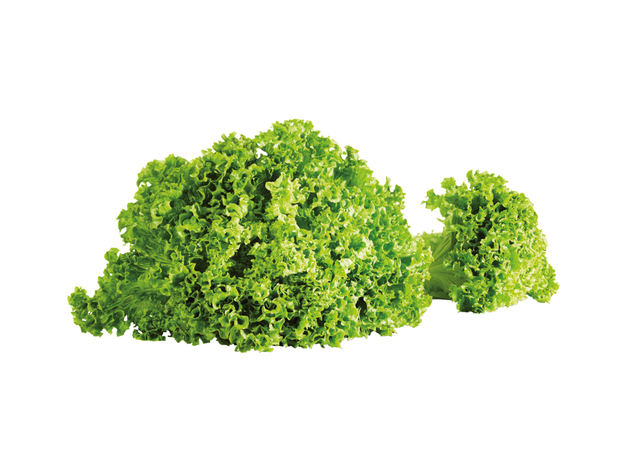 Svježa zelena salata s kovrčavim listovima