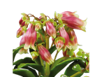 Flores vermelhas e verdes de Kalanchoe em close.