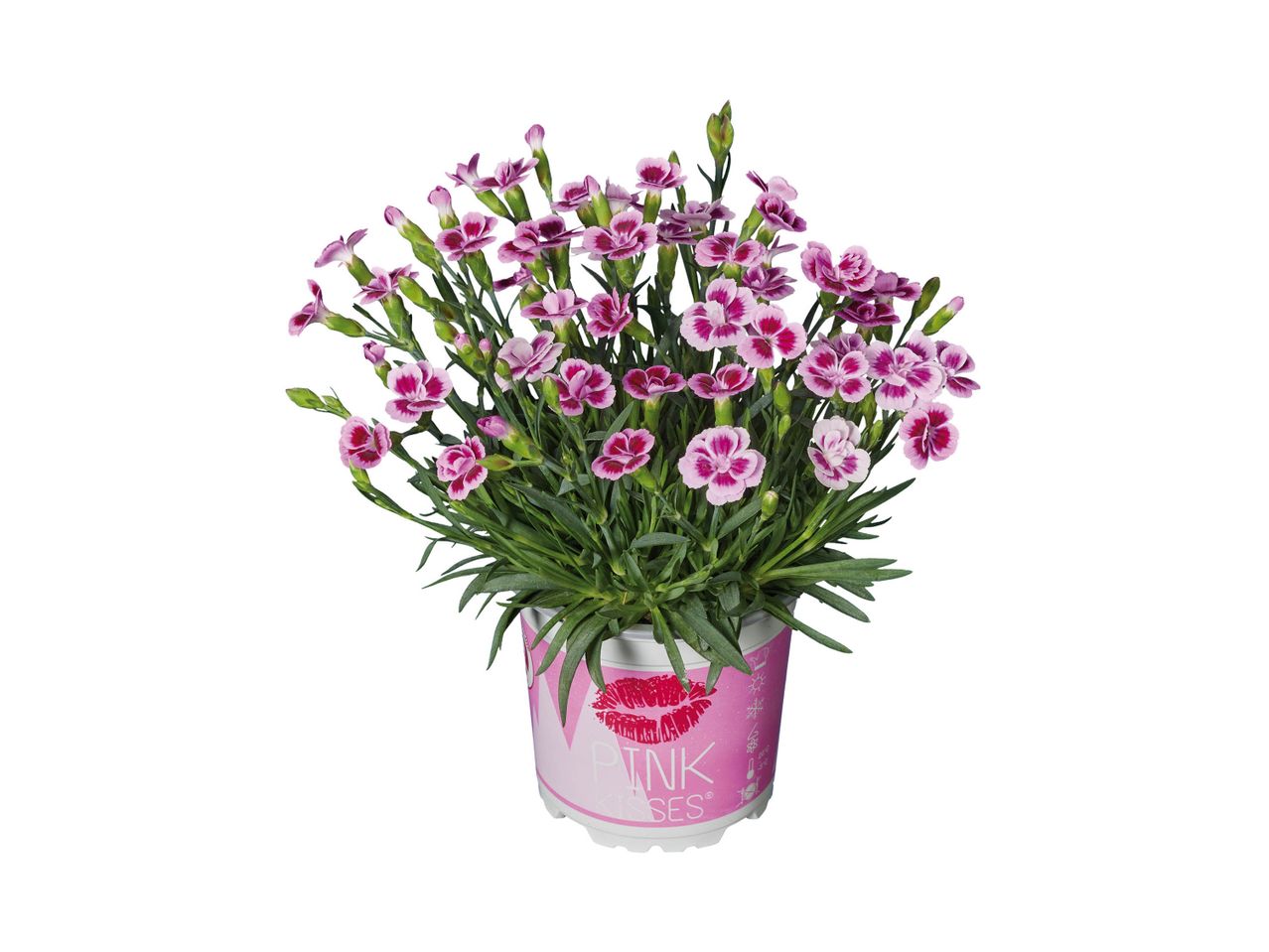 Un vaso di fiori rosa chiaro in un vaso rosa