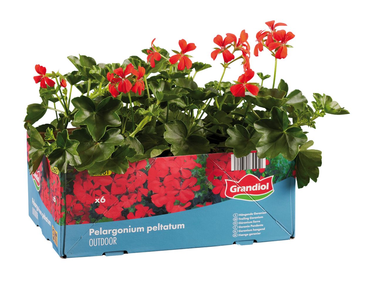 Red pelargoniums in a blue box, labeled 'Pelargonium peltatum OUTDOOR' and 'x6'.