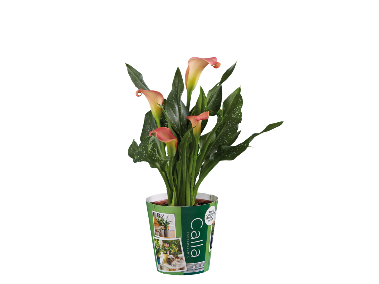 ZANTEDESCHIA Calla planten in een decoratieve pot.