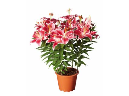 Liliom*