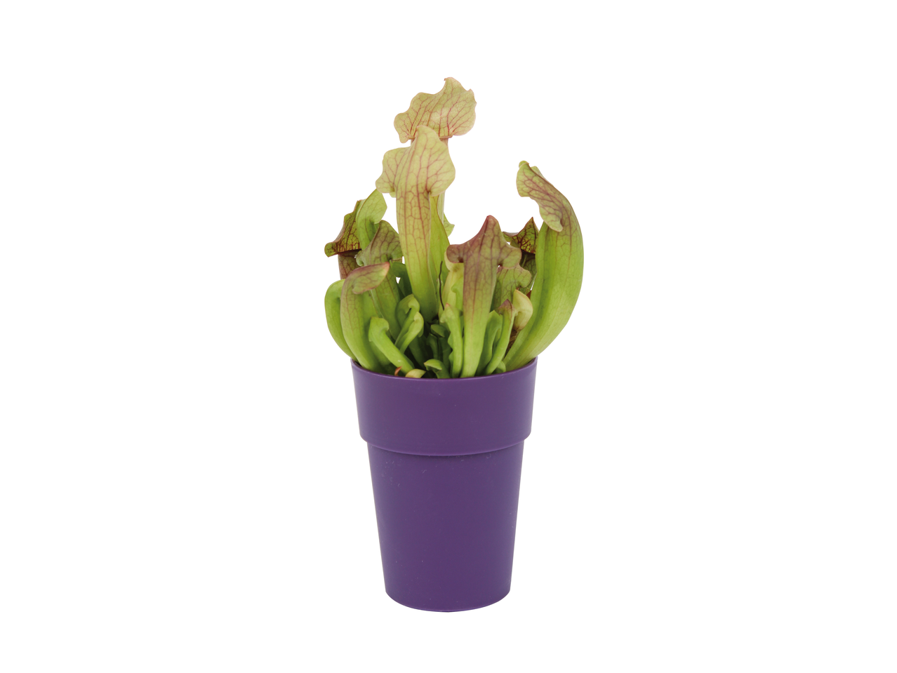 Vleesetende plant in paarse pot.