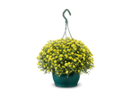 Gele chrysanten in een hangpot