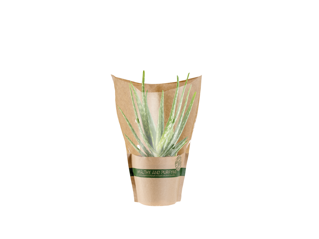 Plantă de Aloe Vera într-un ambalaj ecologic din hârtie.