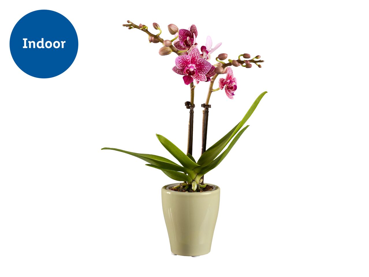 Indoor orchid plant with pink and white spotted flowers in a light green pot.
